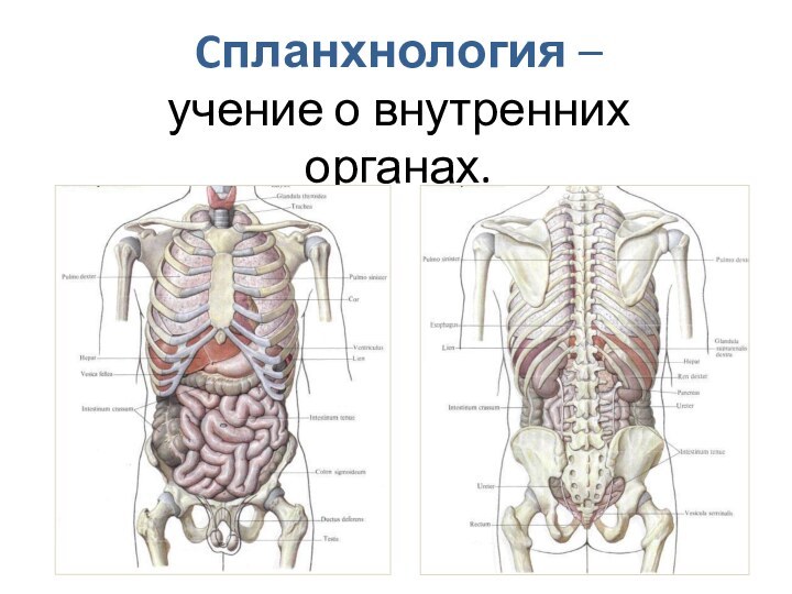 Cпланхнология – учение о внутренних органах.