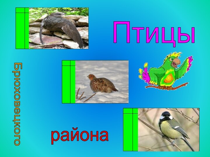 Птицы Брюховецкого района