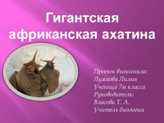 Гигантская африканская ахатина