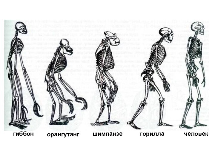 гиббонорангутангшимпанзегориллачеловек