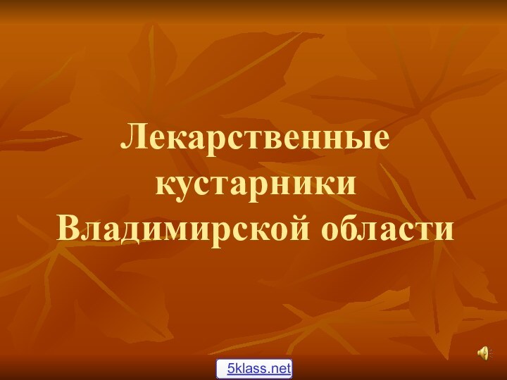 Лекарственные кустарники Владимирской области