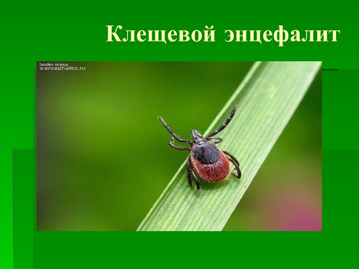 Клещевой энцефалит