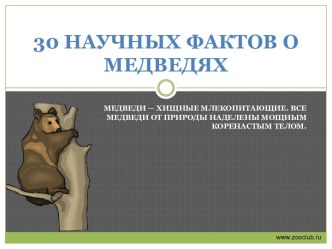 30 наилучших фактов о медведях