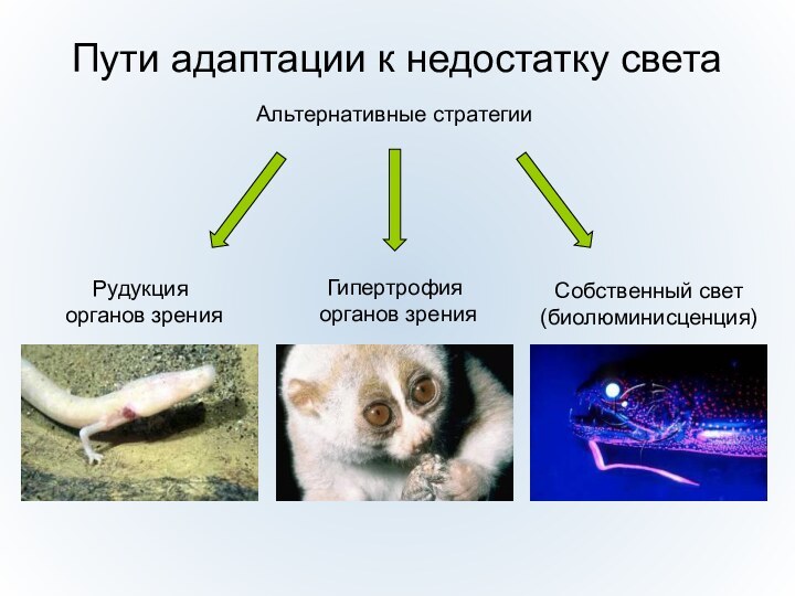 Пути адаптации к недостатку светаРудукция органов зренияГипертрофия органов зренияСобственный свет(биолюминисценция)Альтернативные стратегии