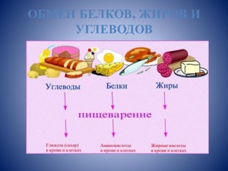 Обмен белков жиров и углеводов