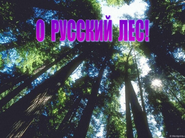 лес О РУССКИЙ ЛЕС!