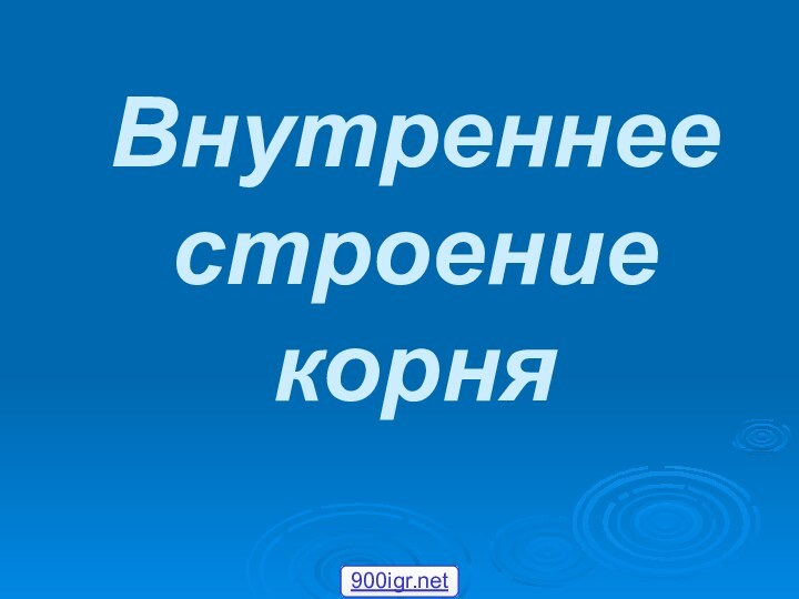 Внутреннее строение корня