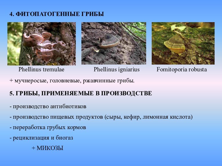 4. ФИТОПАТОГЕННЫЕ ГРИБЫ    Phellinus tremulae