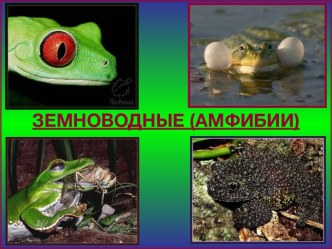 ЗЕМНОВОДНЫЕ (АМФИБИИ)