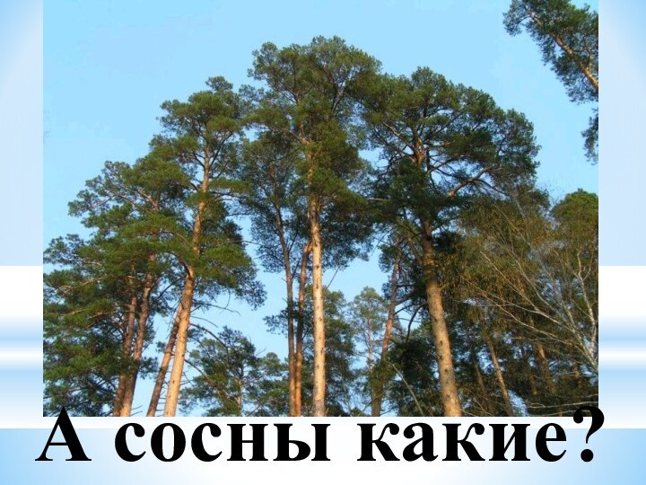 А сосны какие?