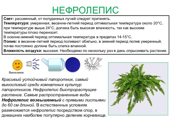 НЕФРОЛЕПИССвет: рассеянный, от полуденных лучей следует притенять. Температура: умеренная, весенне-летний период оптимальная