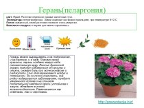 Герань – презентация