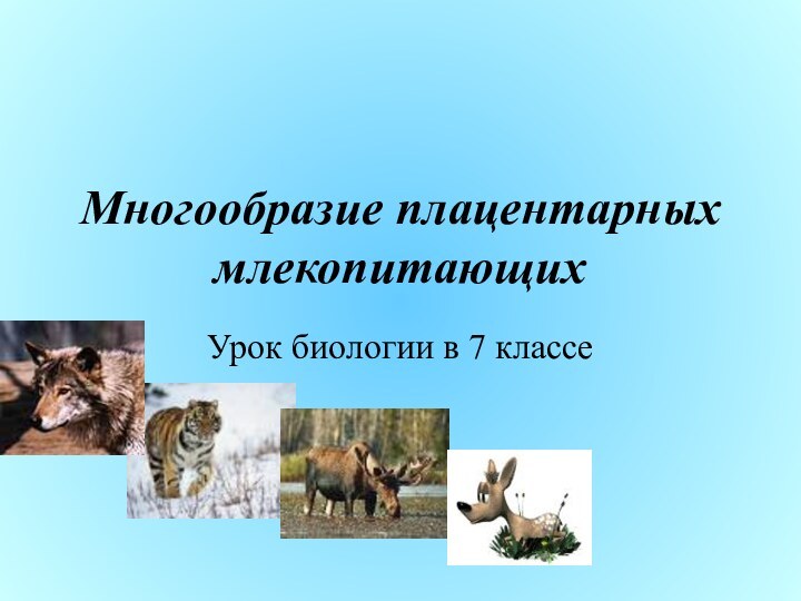 Многообразие плацентарных млекопитающихУрок биологии в 7 классе