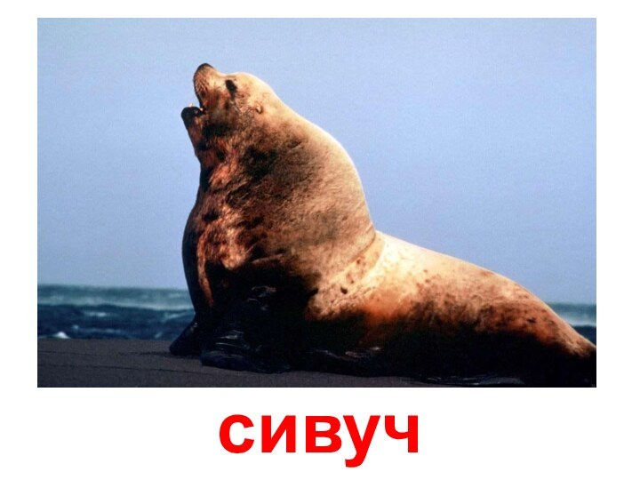 сивуч