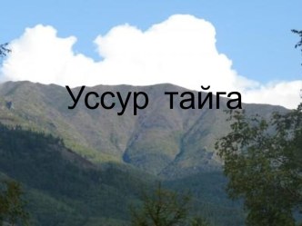 Уссур тайга