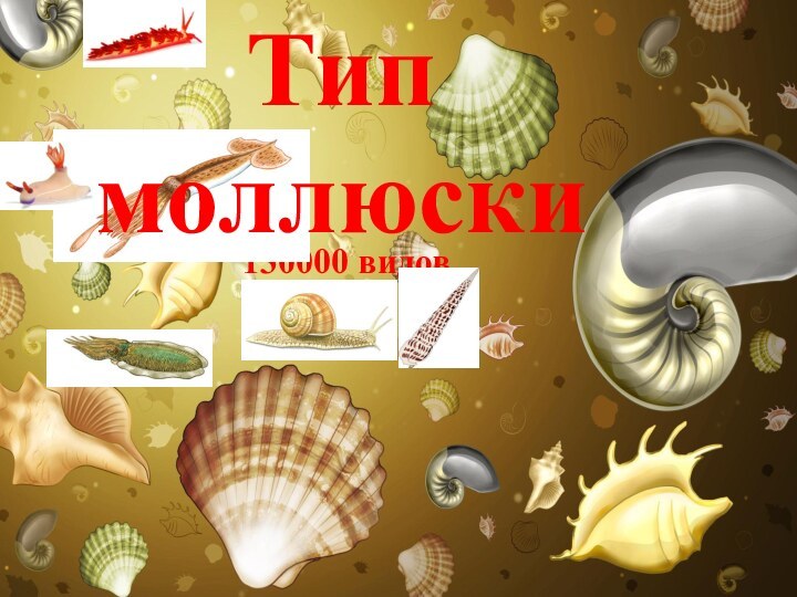 130000 видовТип моллюски