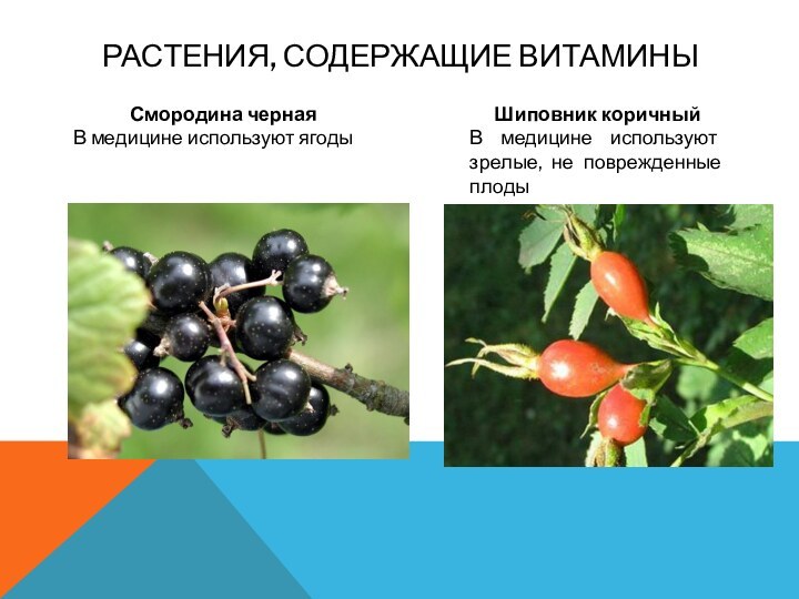 Растения, содержащие витаминыСмородина чернаяВ медицине используют ягодыШиповник коричныйВ медицине используют зрелые, не поврежденные плоды