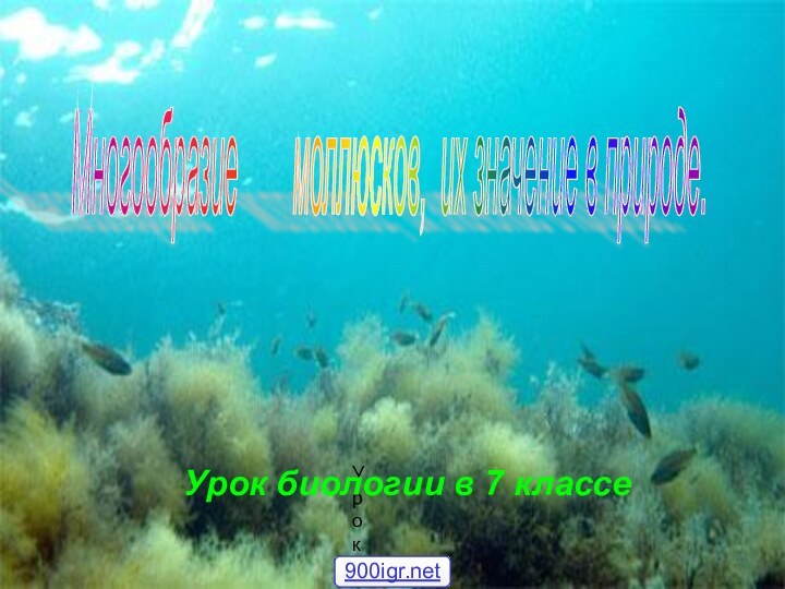 УрокМногообразие    моллюсков, их значение в природе. Урок биологии в 7 классе