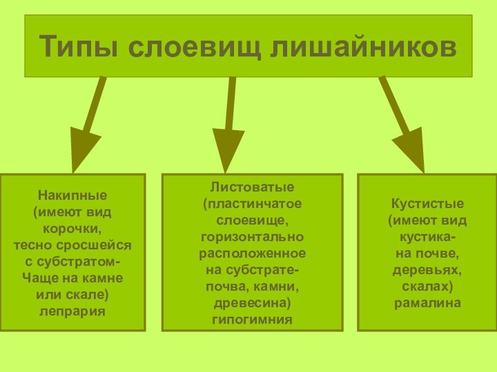 Типы слоевищ лишайниковНакипные(имеют вид корочки,тесно сросшейся с субстратом-Чаще на камне или скале)лепрария