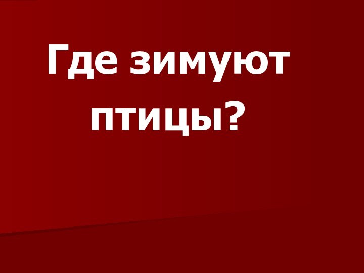 Где зимуютптицы?