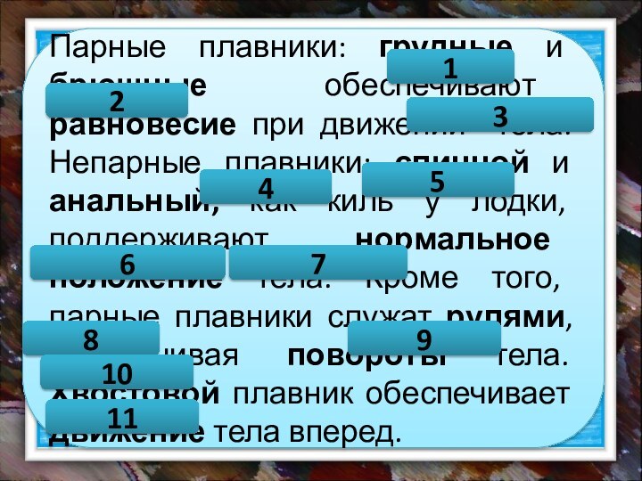 Парные плавники: грудные и брюшные обеспечивают равновесие при движении тела. Непарные плавники: