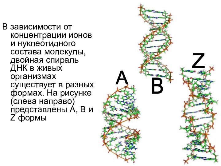 В зависимости от концентрации ионов и нуклеотидного состава молекулы, двойная спираль ДНК