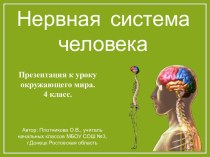 Презентация Нервная система человека