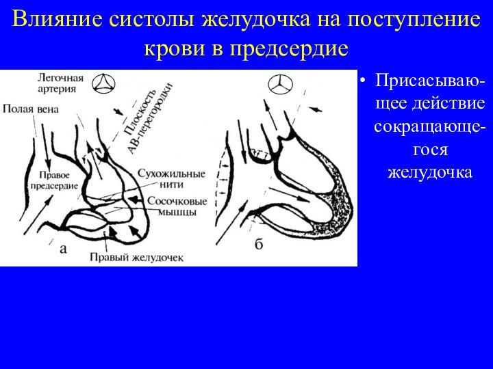 Влияние систолы желудочка на поступление крови в предсердиеПрисасываю-щее действие сокращающе-гося желудочка