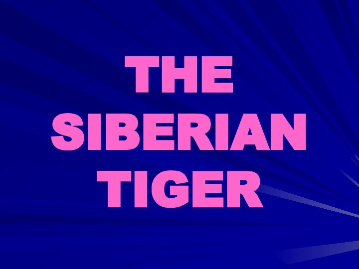 THE SIBERIAN TIGER