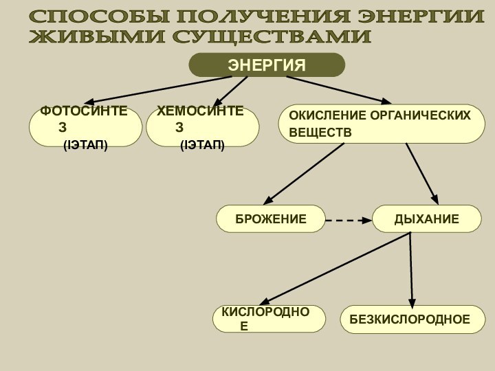 СПОСОБЫ ПОЛУЧЕНИЯ ЭНЕРГИИЖИВЫМИ СУЩЕСТВАМИЭНЕРГИЯФОТОСИНТЕЗ(IЭТАП)ХЕМОСИНТЕЗ(IЭТАП)ОКИСЛЕНИЕ ОРГАНИЧЕСКИХВЕЩЕСТВБРОЖЕНИЕДЫХАНИЕКИСЛОРОДНОЕБЕЗКИСЛОРОДНОЕ