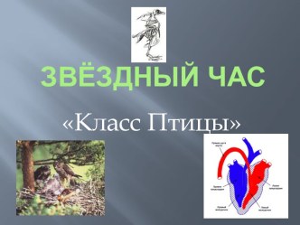 Класс птицы