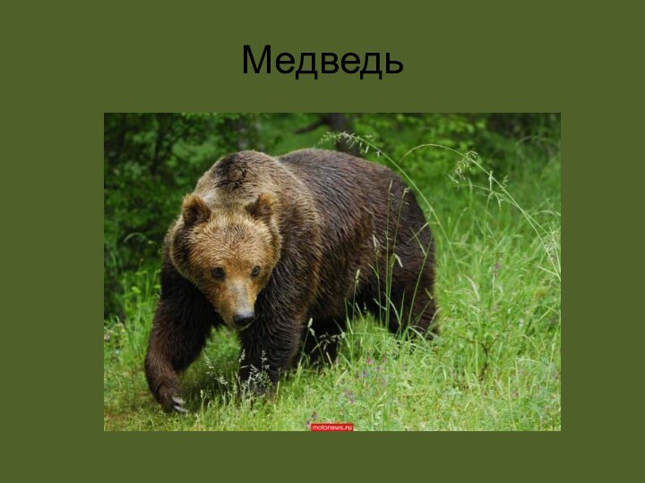 Медведь