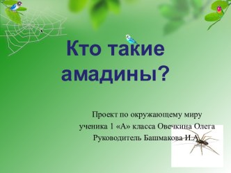 Кто такие амадины?