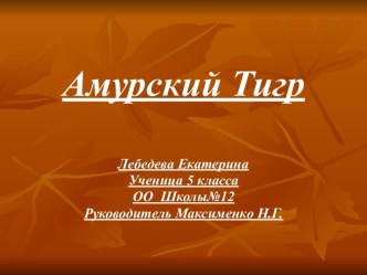 Амурский тигр