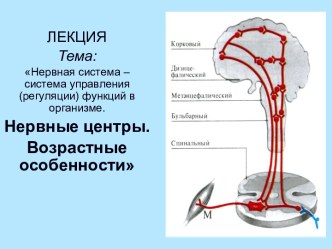 Нервная система – система управления (регуляции) функций в организме