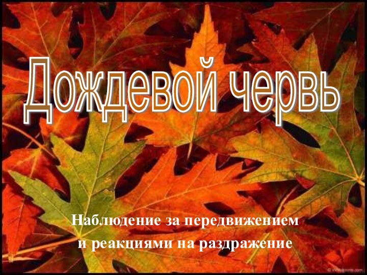 Наблюдение за передвижением и реакциями на раздражениеДождевой червь