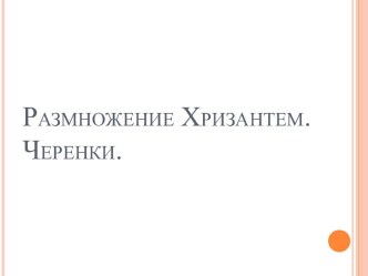 Размножение цветочного растения-Хризантема. Черенки.