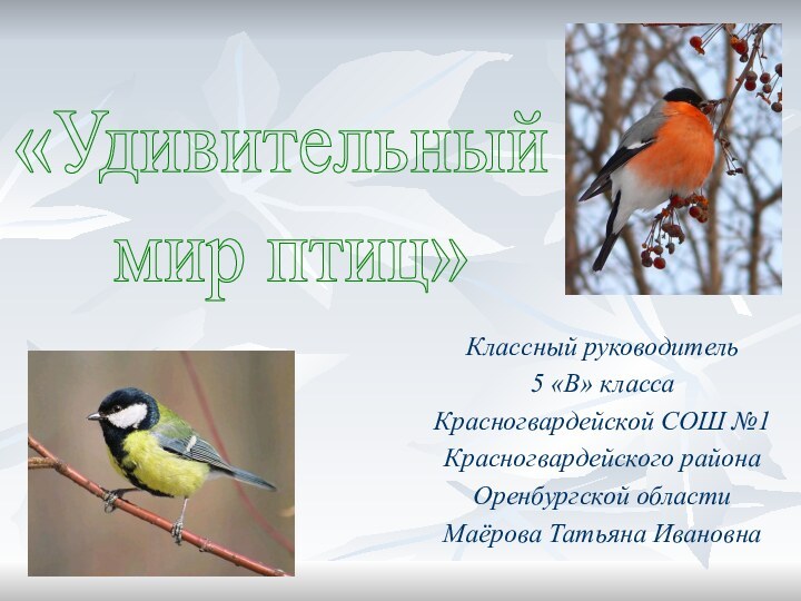 «Удивительный мир птиц»Классный руководитель 5 «В» классаКрасногвардейской СОШ №1Красногвардейского районаОренбургской областиМаёрова Татьяна Ивановна