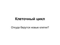 Клеточный цикл