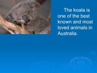 The koala is one of the best known and most loved animals in Australia