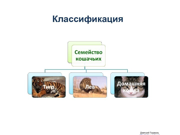 Классификация Дмитрий Тарасов, http://videouroki.net