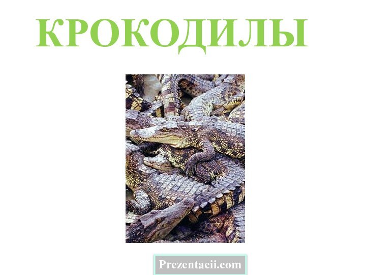 КРОКОДИЛЫPrezentacii.com