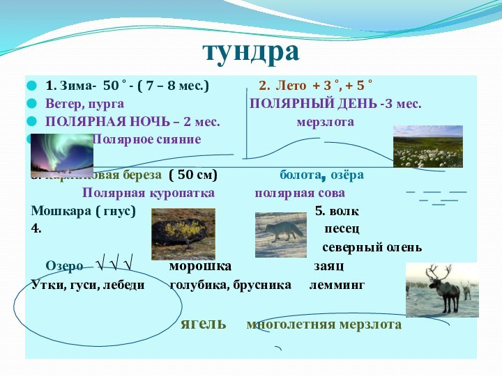 тундра1. Зима- 50 ˚ - ( 7 – 8 мес.)