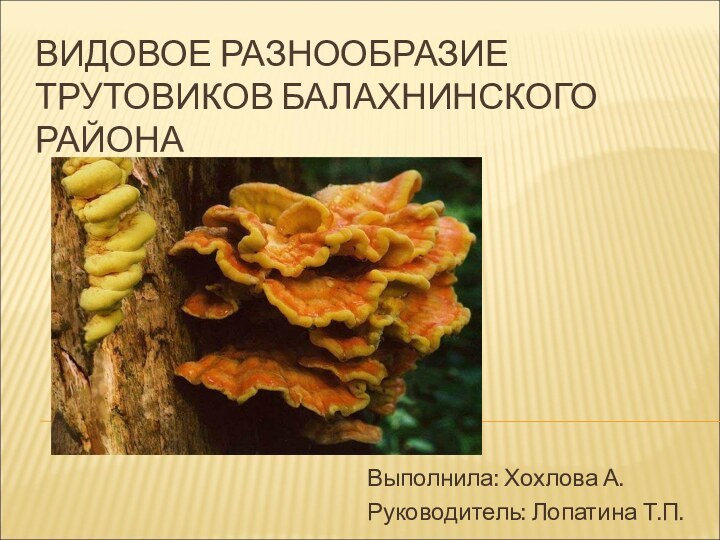 ВИДОВОЕ РАЗНООБРАЗИЕ ТРУТОВИКОВ БАЛАХНИНСКОГО РАЙОНА Выполнила: Хохлова А.Руководитель: Лопатина Т.П.