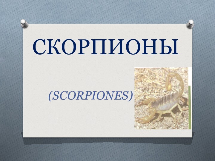 СКОРПИОНЫ(SCORPIONES)