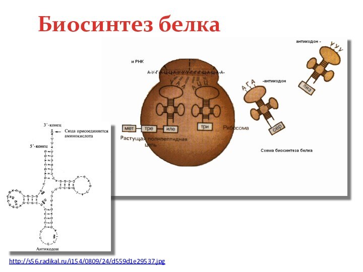 http://s56.radikal.ru/i154/0809/24/d559d1e29537.jpg Биосинтез белка