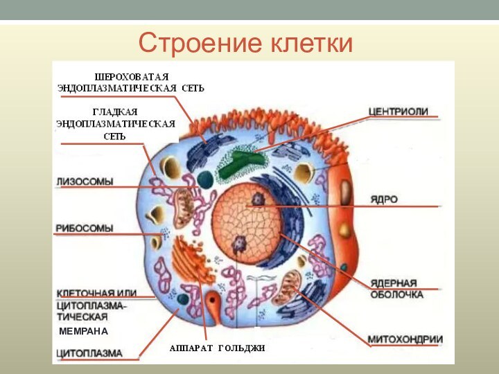 Строение клеткиМЕМРАНА