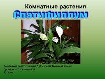 Комнатные растения