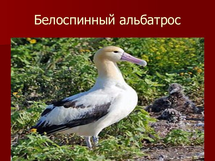 Белоспинный альбатрос
