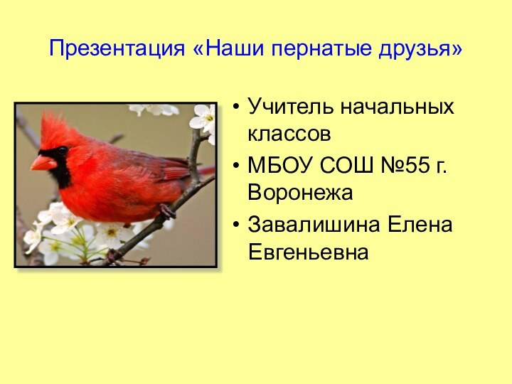 Презентация «Наши пернатые друзья»Учитель начальных классовМБОУ СОШ №55 г.ВоронежаЗавалишина Елена Евгеньевна